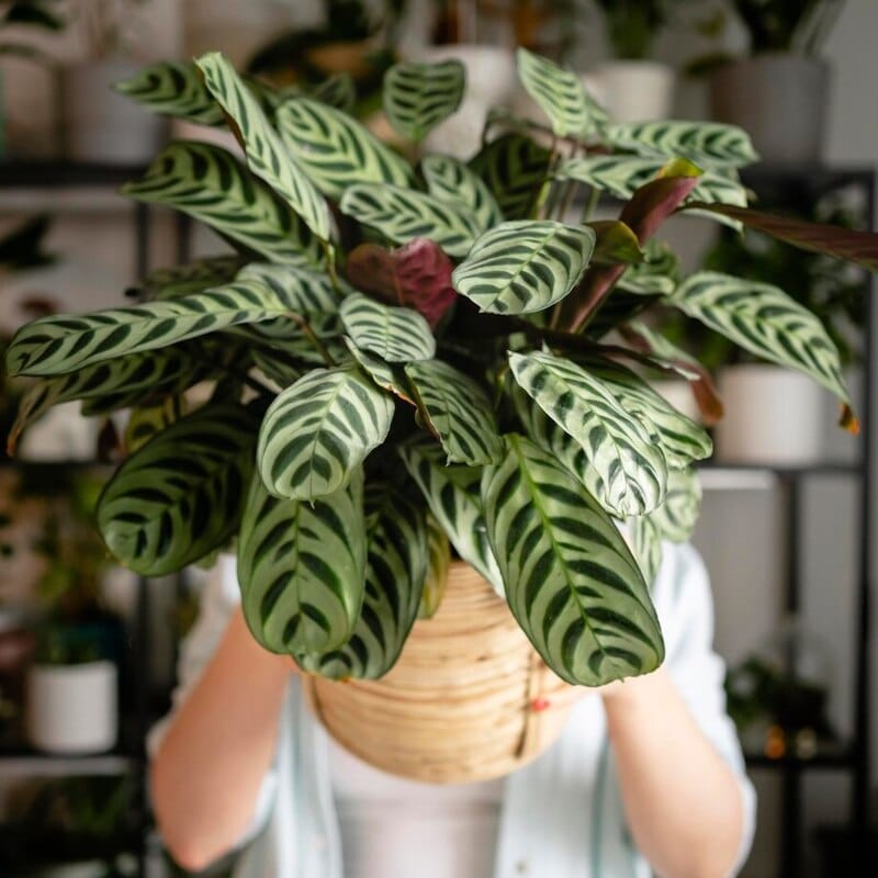 Kenang-Kenangan untuk Guru