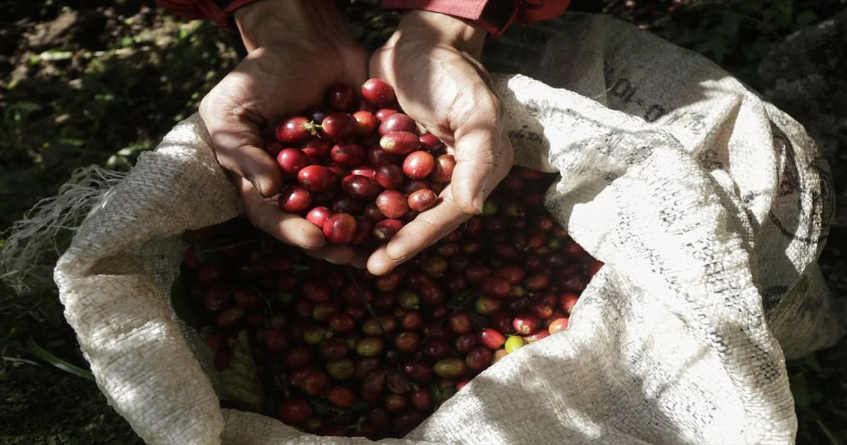 ragam jenis oleh-oleh khas indonesia