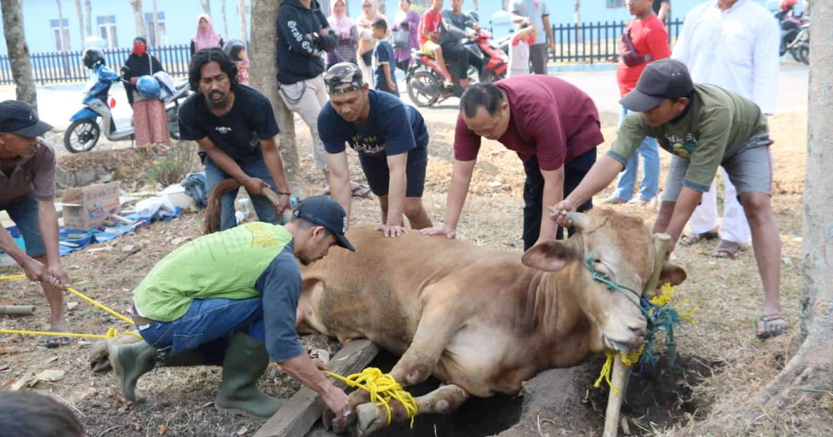 Syarat Hewan untuk Kurban