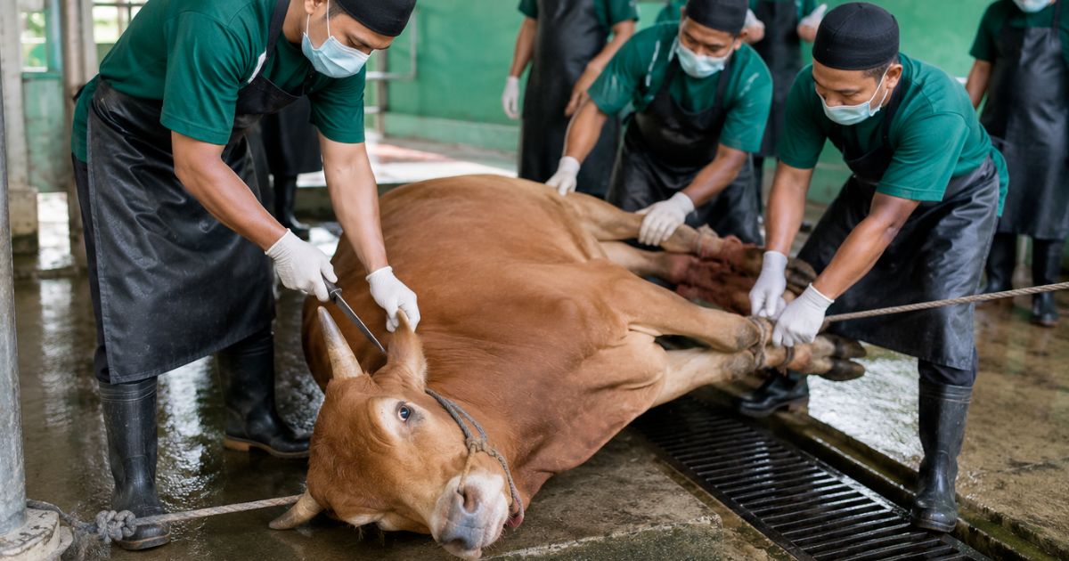 Perlengkapan Qurban